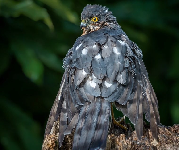 Sparrowhawk’s on patrol
