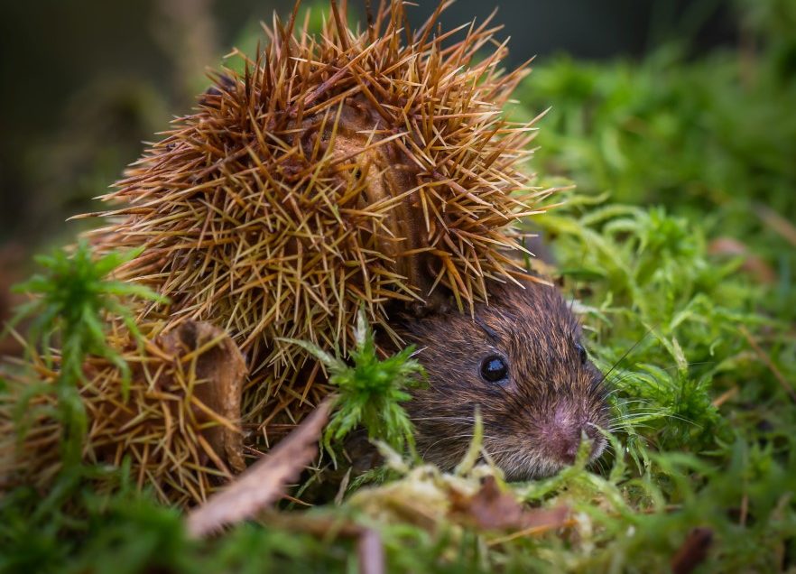 Bank Vole shoot
