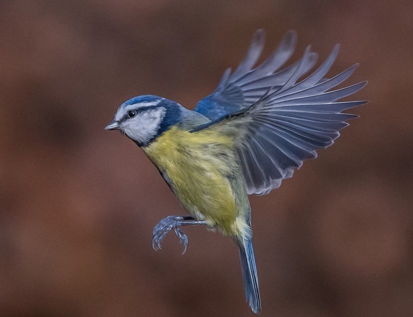Birds in flight, first attempt.