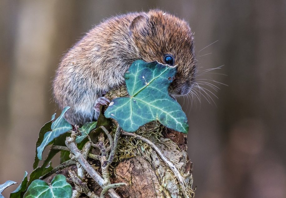 A couple of hours with the Bank voles