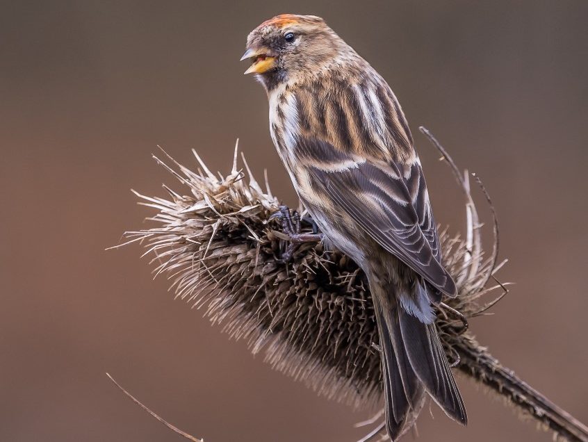 A day with the finches
