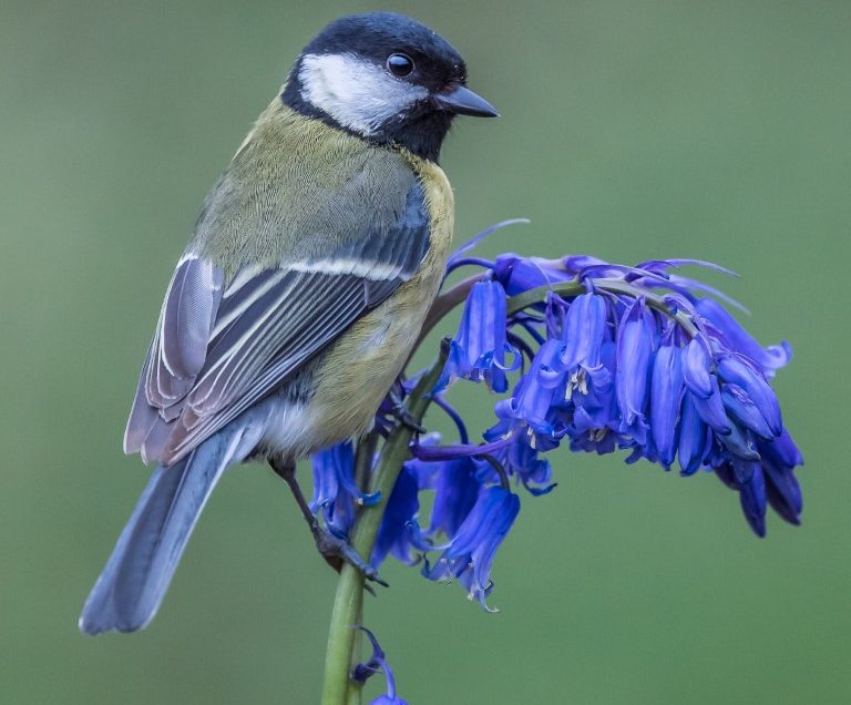 Birds with bluebells & blossom