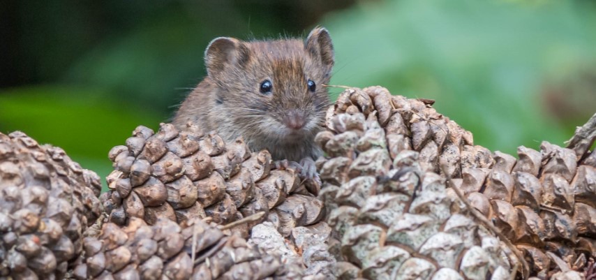 Bank voles & Blackberries