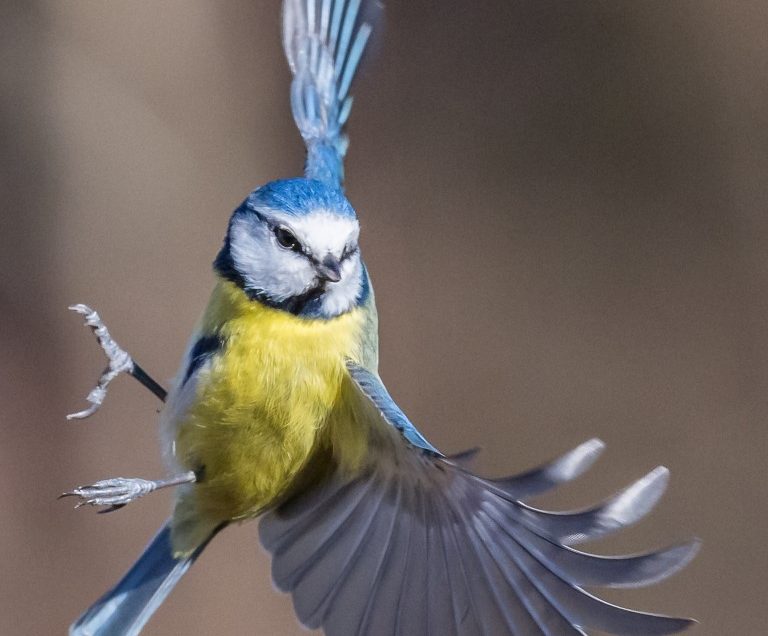 Birds in flight