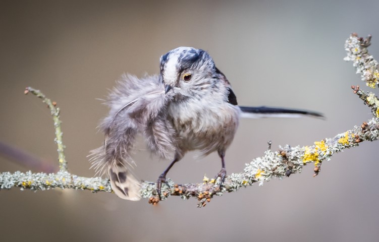 NESTING LONG TAILED TITS