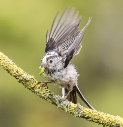 long-tailed tits feeding chicks