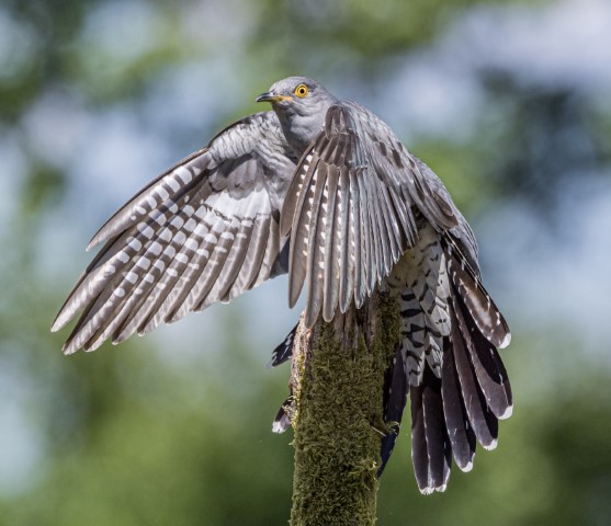 Day off to visit Colin the Cuckoo