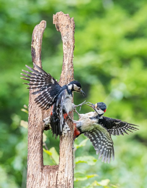 Woodpeckers sqabbling over food