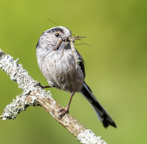 LONG-TAILED TITS FEEDING CHICKS 30.4.19