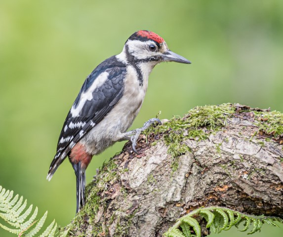 Selection of birds from the hides 2.8.19