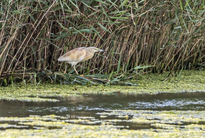 Squacco Heron at Pagham harbour