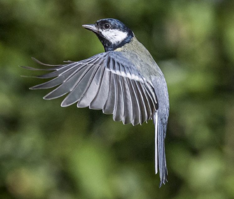 Birds in flight