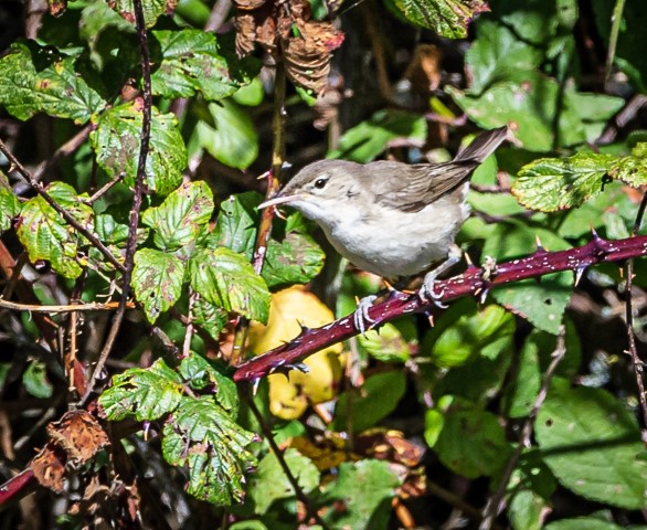 Eastern Olivaceous warbler at Farlington marshes 17.9.19