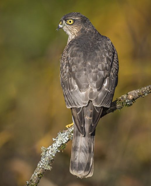 Some winter colour and bonus Sparrowhawk