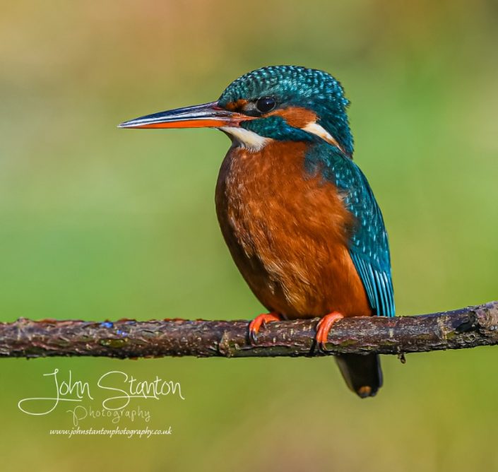 KINGFISHER