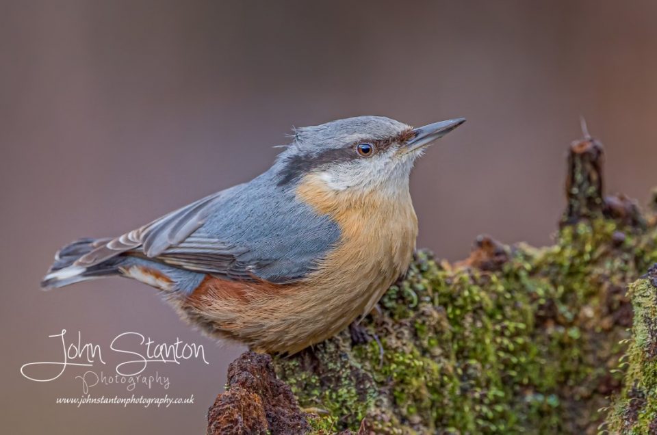 BIRDS IN THE RAIN