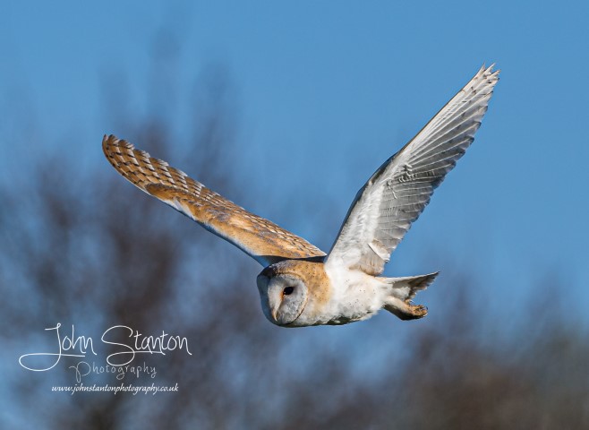 Evening out with a Barn owl