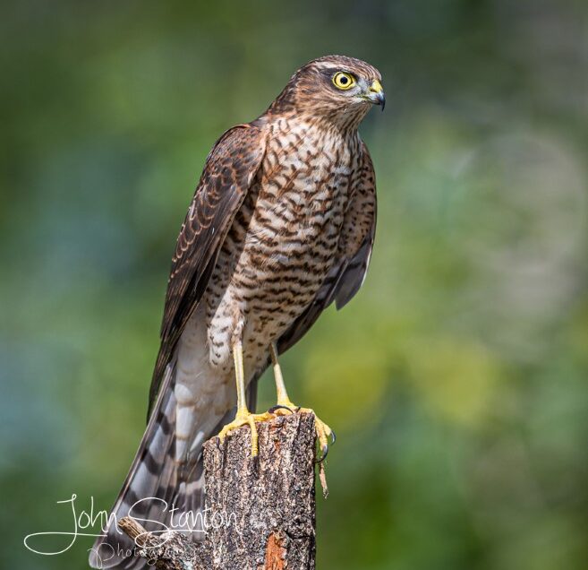 Sparrowhawks hunting day