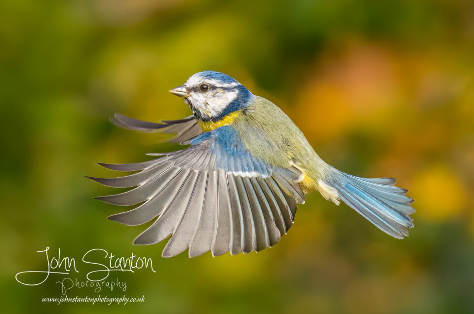Birds in Flight