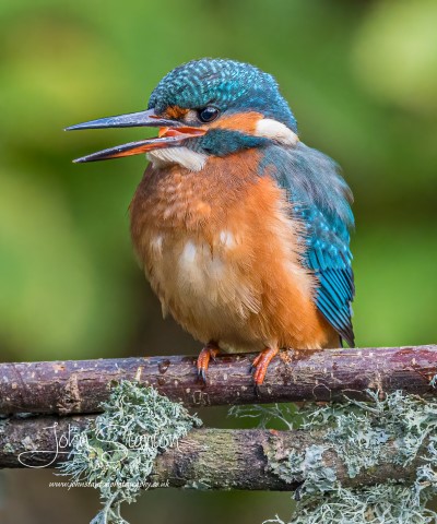 Morning with Mrs kingfisher