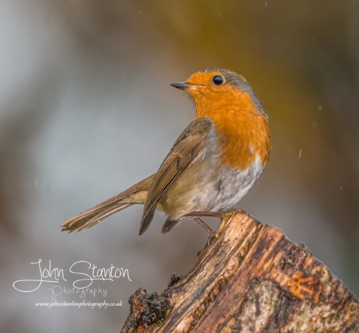 Photographing birds with fill-flash