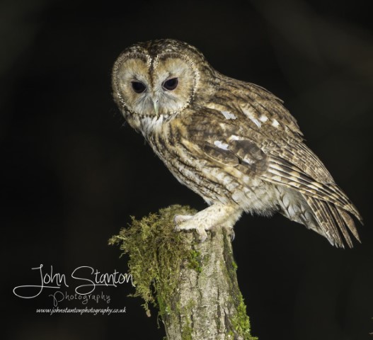First time with the Tawny owls