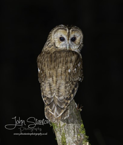 2nd evening with the Owls