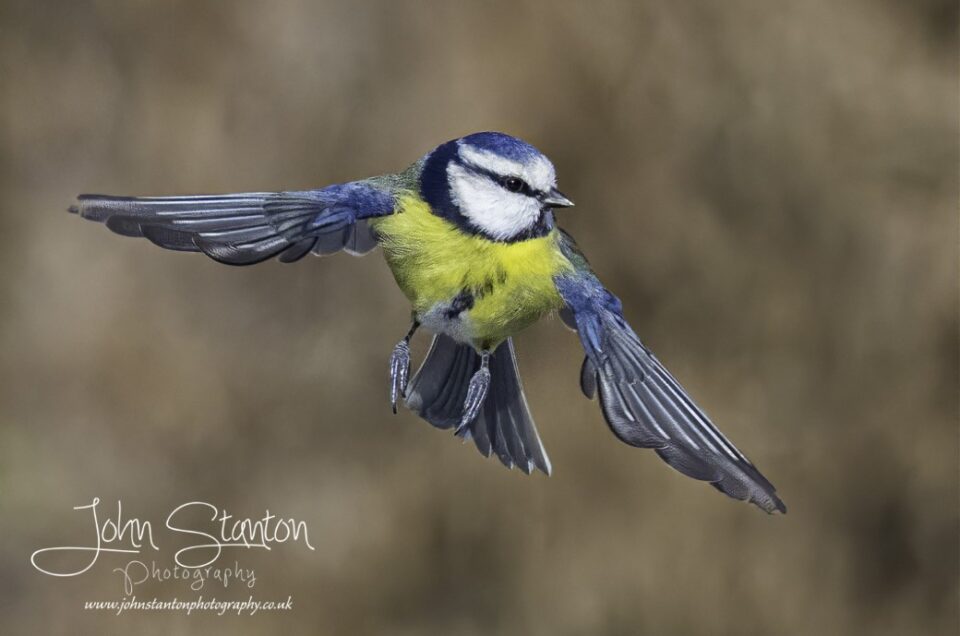 BIRDS IN FLIGHT 13.2.21