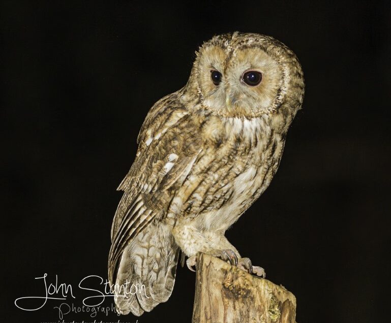 Check-in with the owls