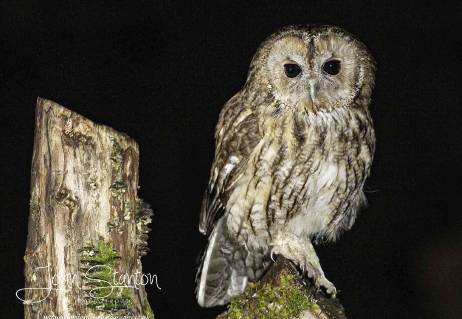 An hour with the owls