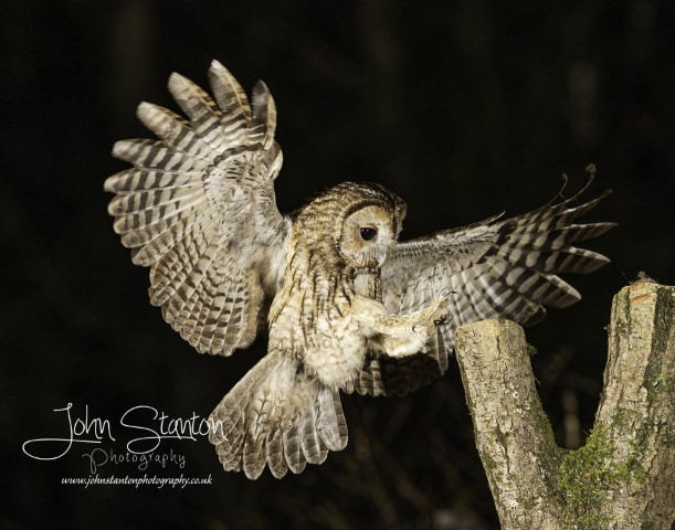Tawny owl flight shot trial.