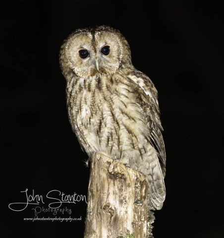 Owls revisited