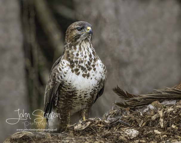 Buzzard stakeout.