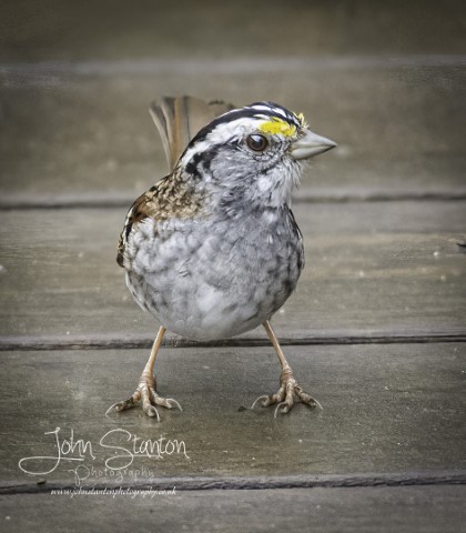 White-throated sparrow twitch