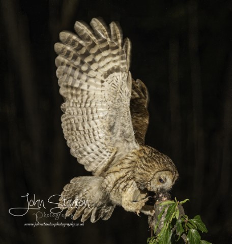 Checkin with the Owls