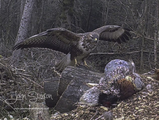 NEW VISITORS ON THE TRAIL CAM