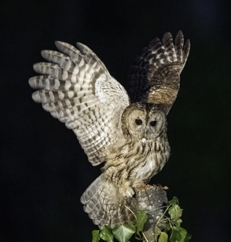 Owls with high iso