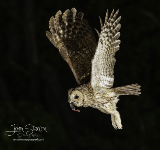 Tawny owl with reflection
