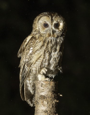 TAWNY OWL UPDATE