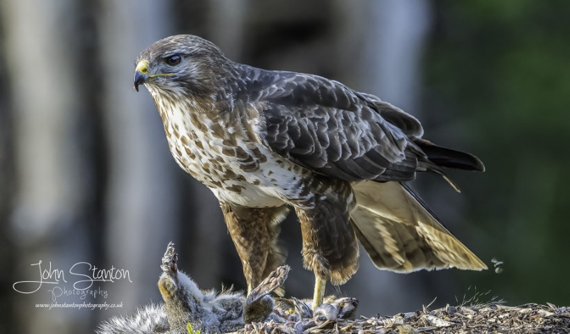 Another visit from the Buzzard and later Owl photography