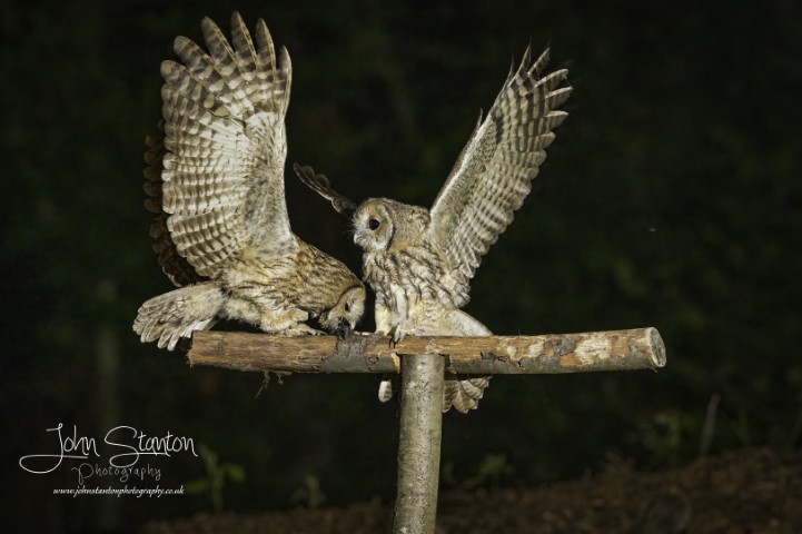 Tawny owl update 3.7.21