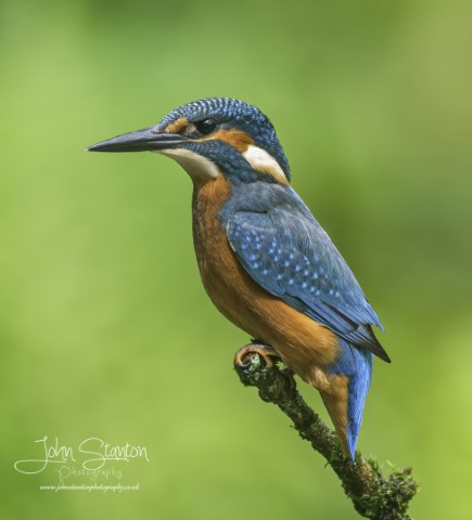 Male Kingfisher visiting daily.