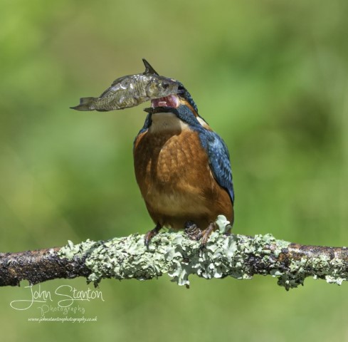 Mother and young Kingfisher with bonus Buzzard shots