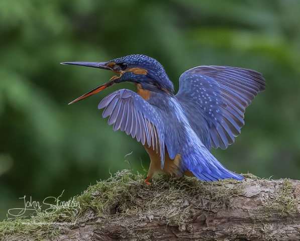 KINGFISHER UPDATE