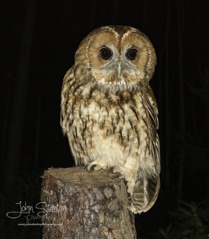 OWL UPDATE 26.10.21