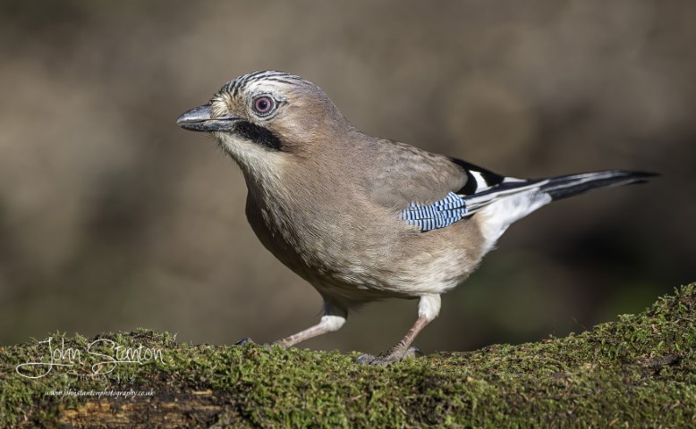 Jays revisited