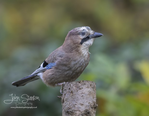 JAYS AROUND