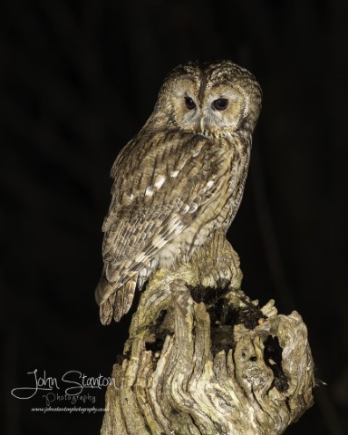 TAWNY OWL UPDATE