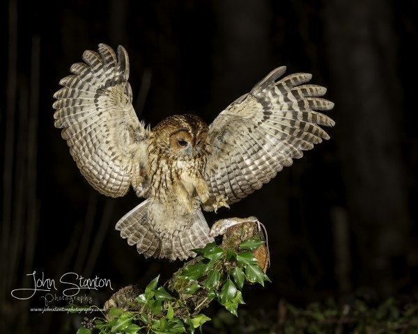 CHECKIN WITH THE TAWNY’S 3.2.22