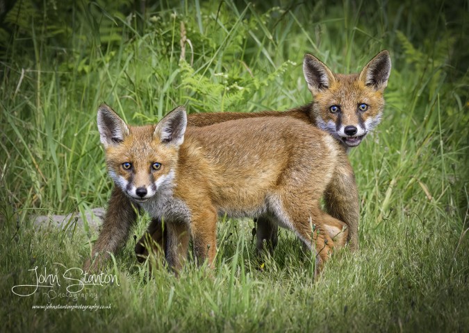 DAY OUT WITH THE FOXES